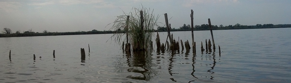Massaciuccoli, il lago - 2016